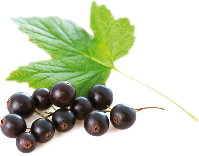 blackcurrant