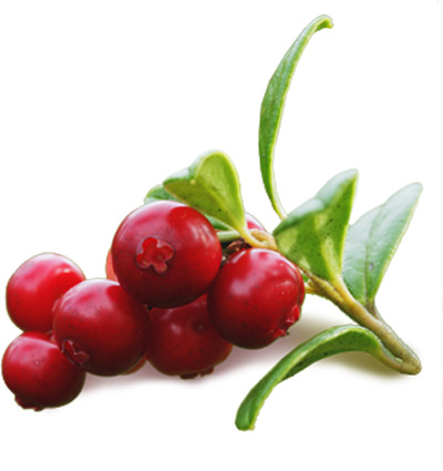 Lingonberry