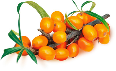 Sea buckthorn